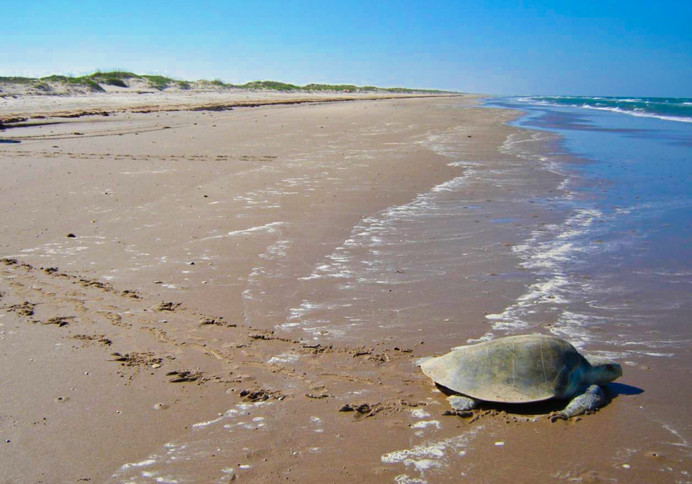 padre national seashore padre national seashore