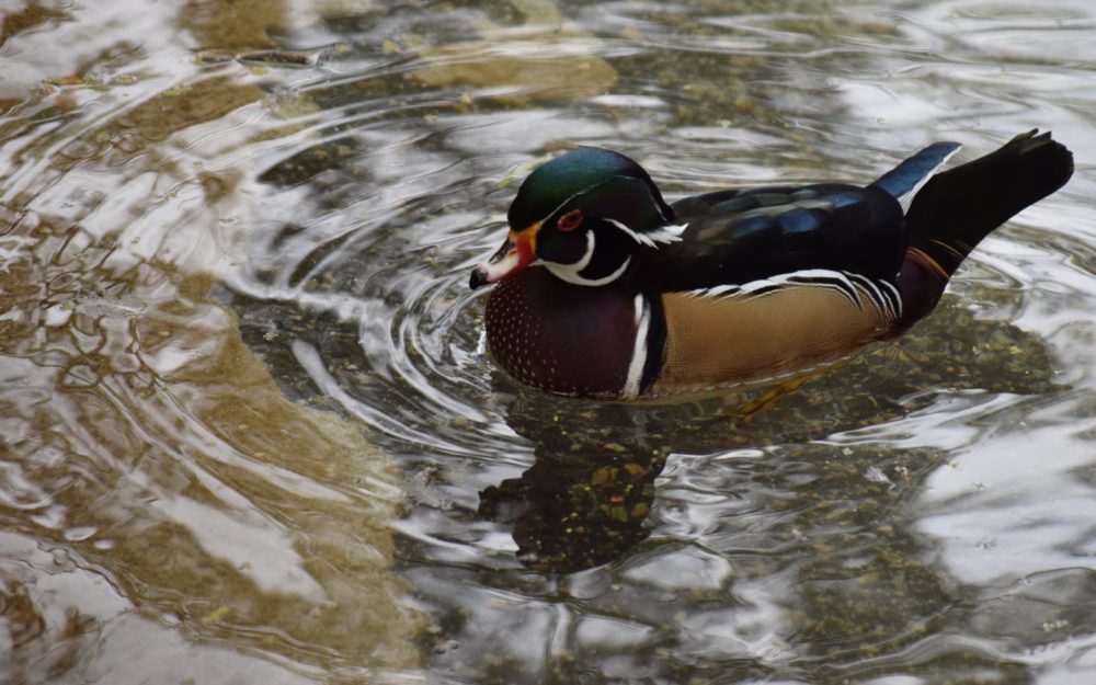 Wood duck