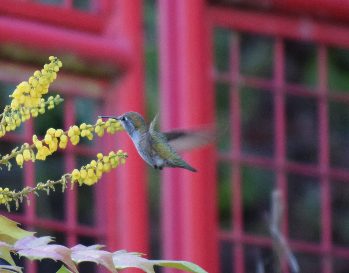 Humming Bird