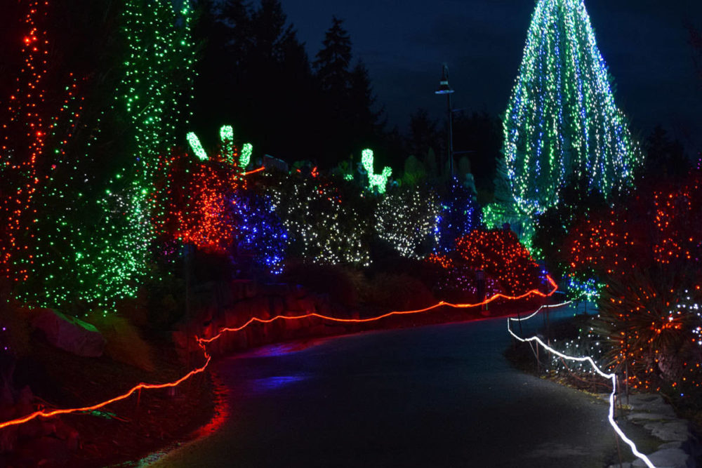 Zoo Lights Path