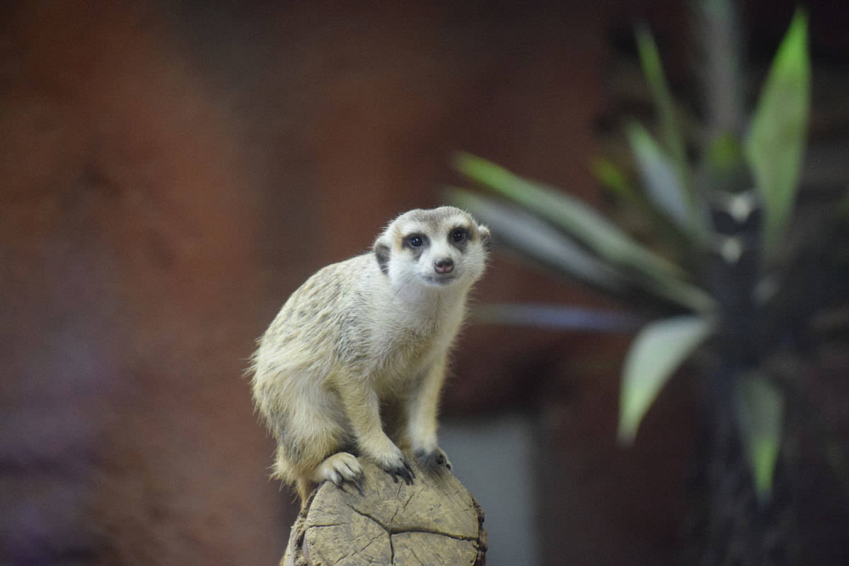 Meerkat