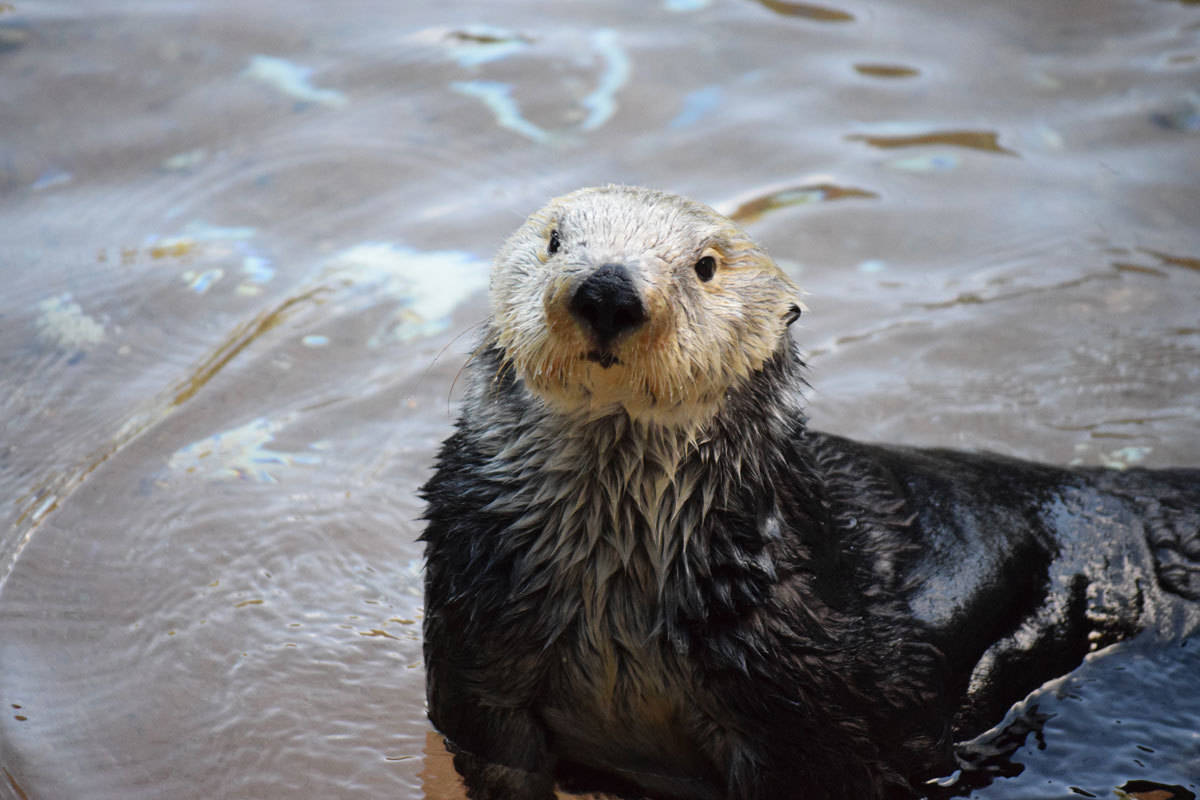 Otter