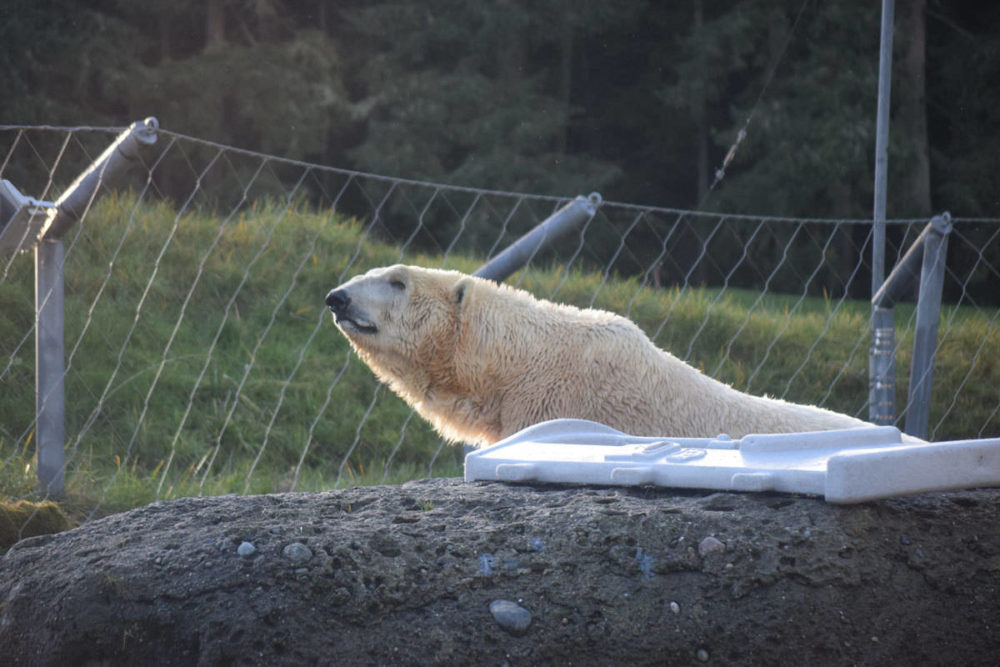 Polarbear