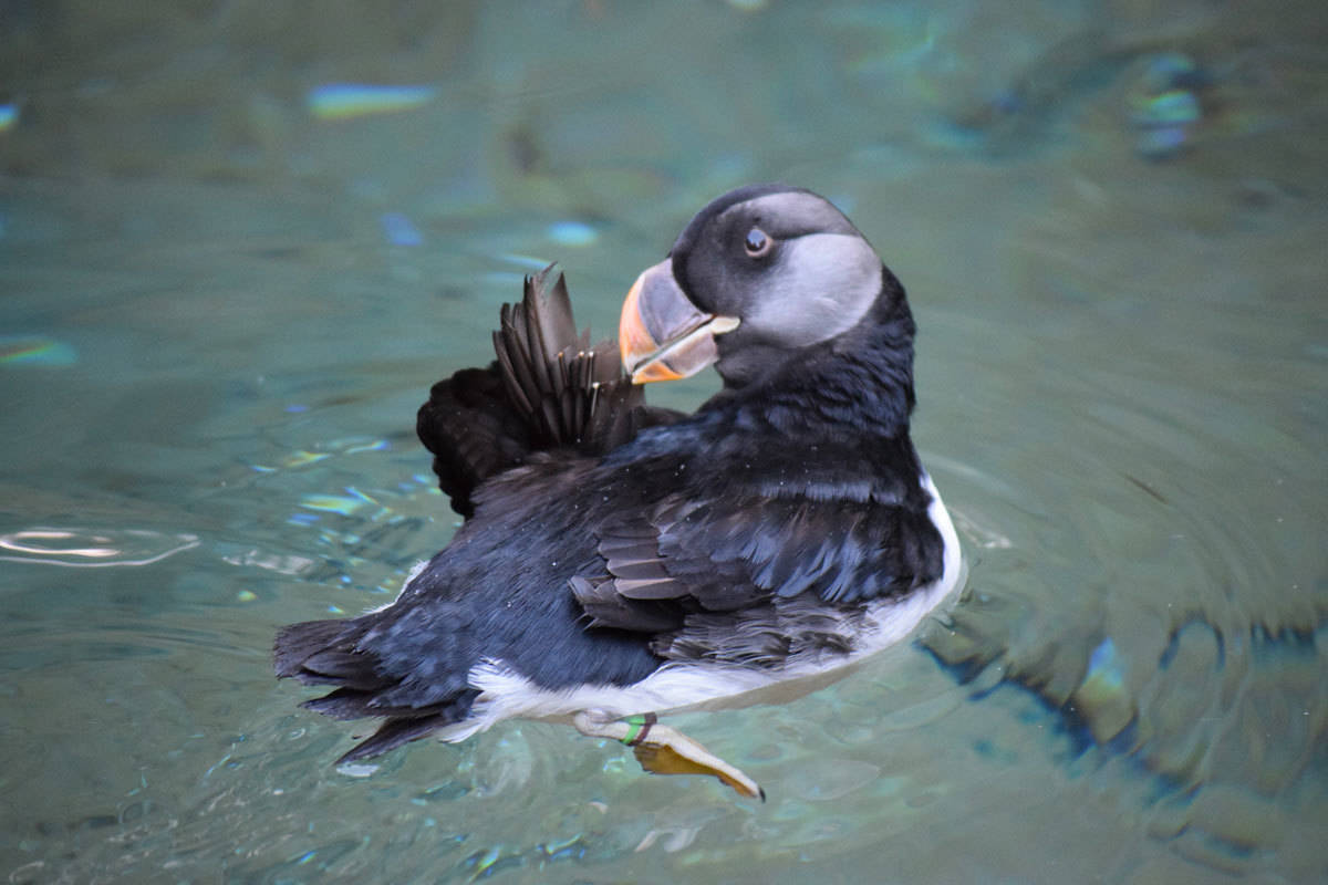 Puffin