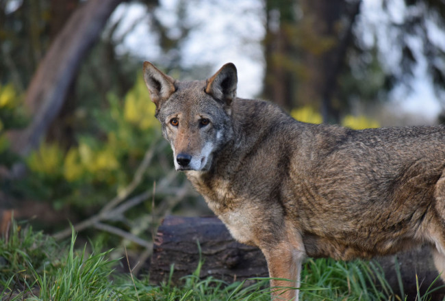 Red Wolf