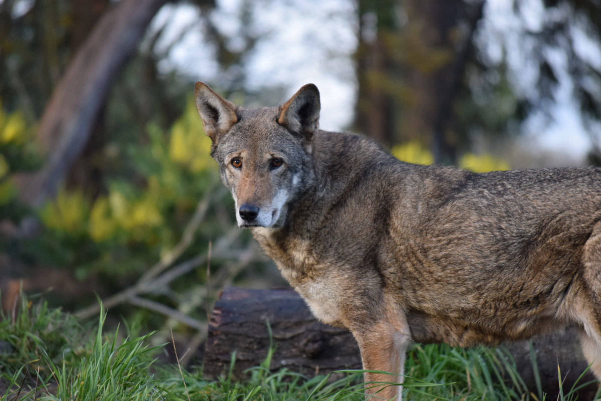 Red Wolf