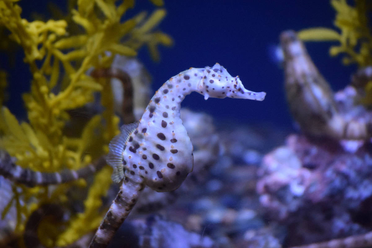 Seahorse