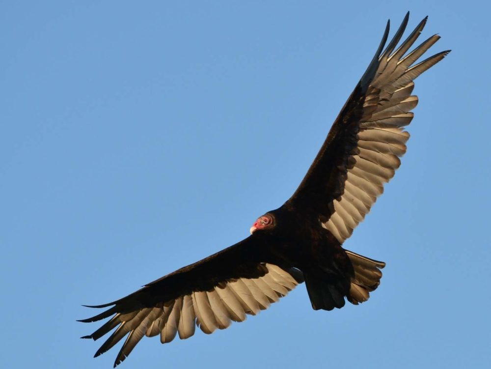 Turkey Vulture