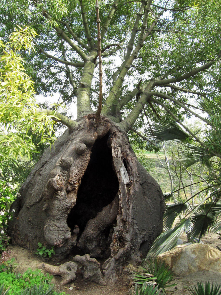 narrow-leaved bottle tree