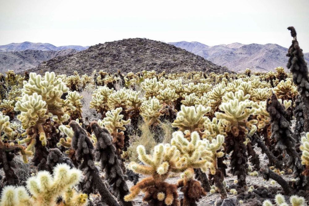 Cholla! Cholla!