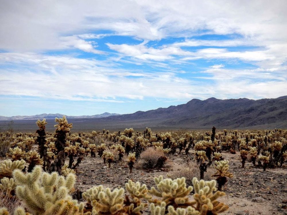 Pinto Basin