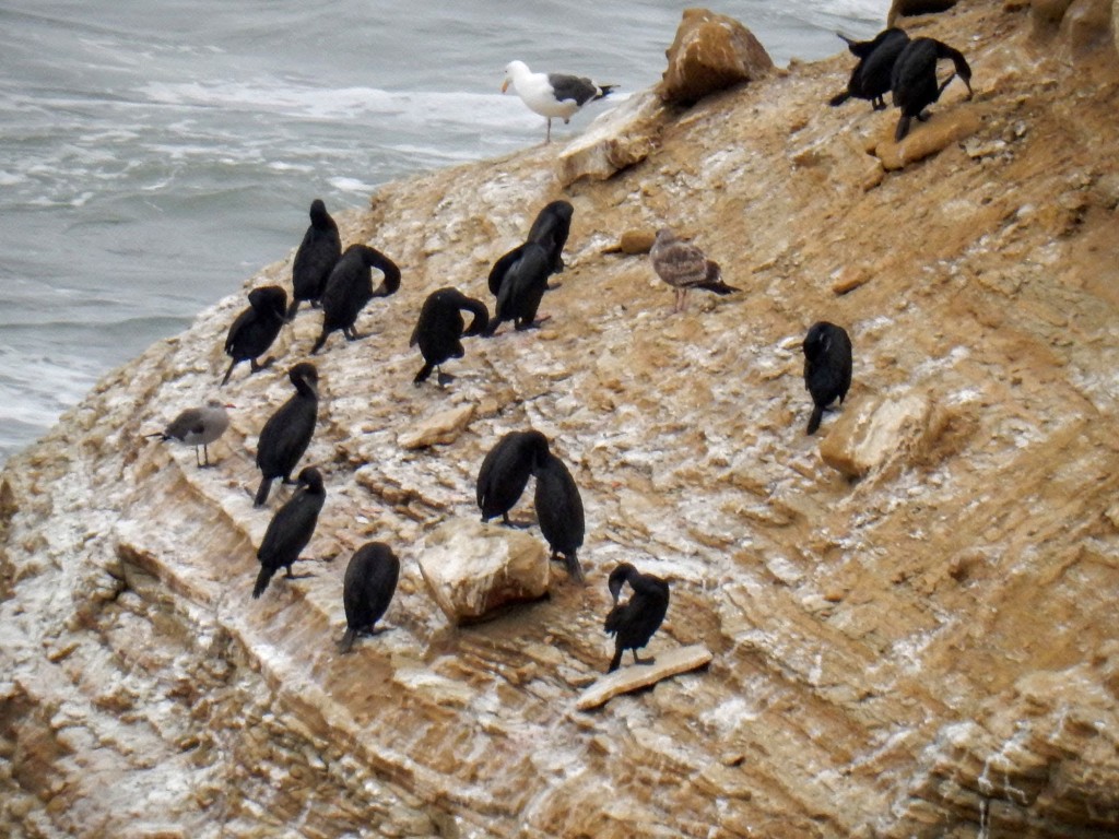 Cormorants