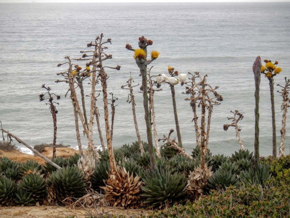 Shaw's Agave in Bloom