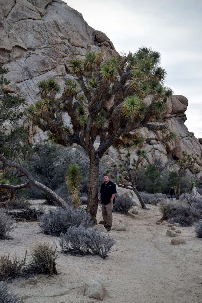 100+ Year Old Joshua Tree