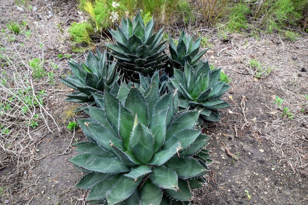 Shaw's Agave