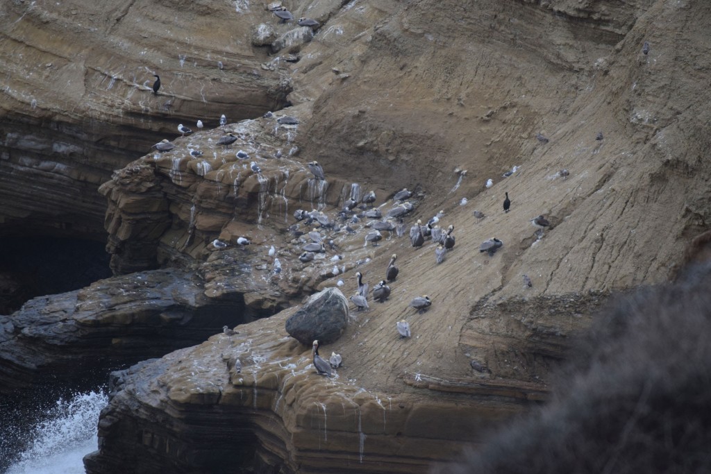 Pelicans Roosting during high tide