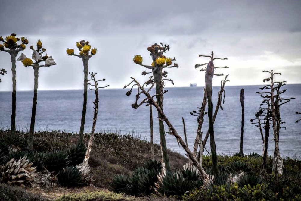 Shaw's Agave in Bloom