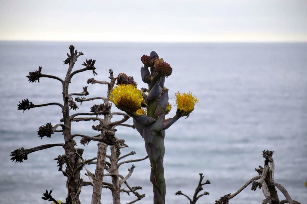 Shaw's Agave Flowers