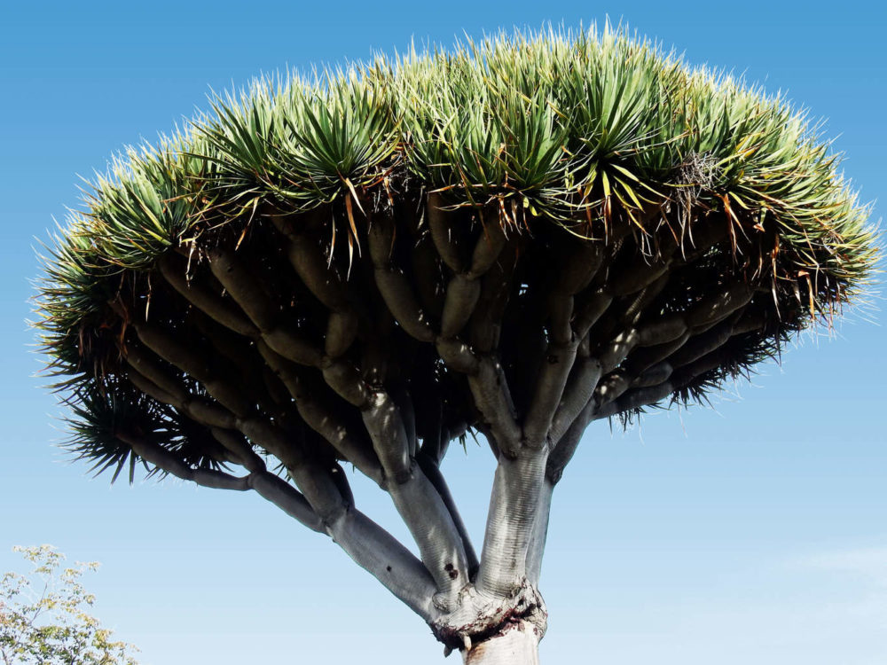 Dragon Tree