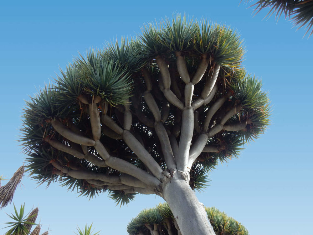 Dragon Tree