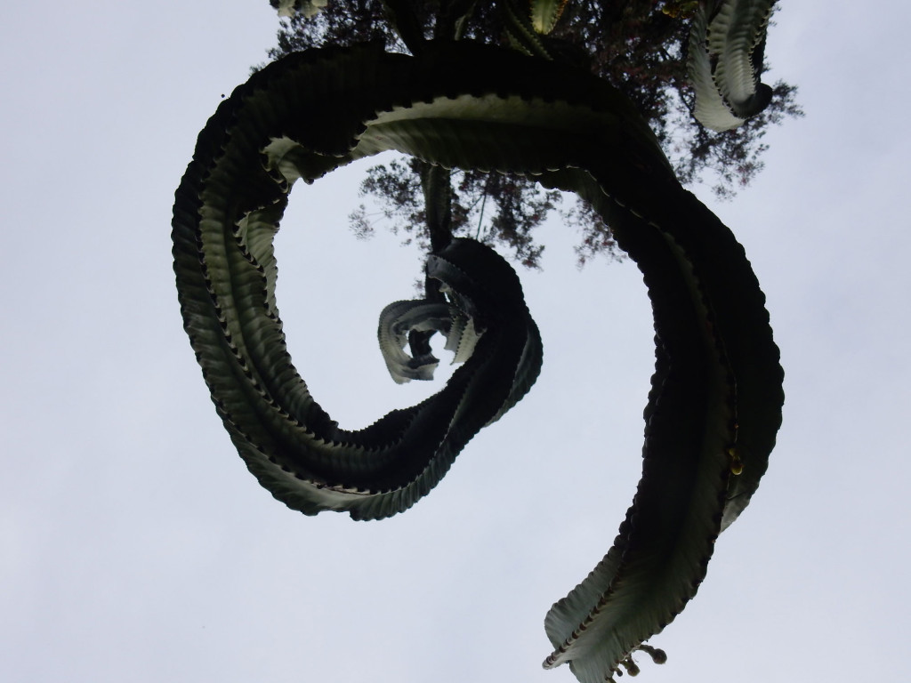 Giant Cactus Tree