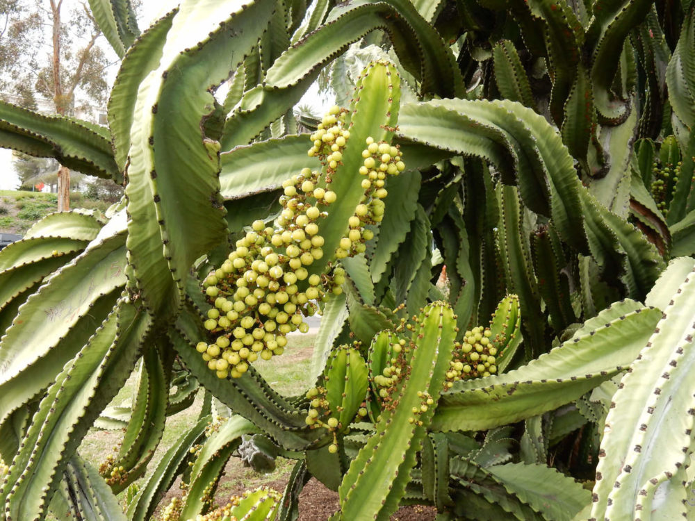 Giant Cactus Tree Fruit