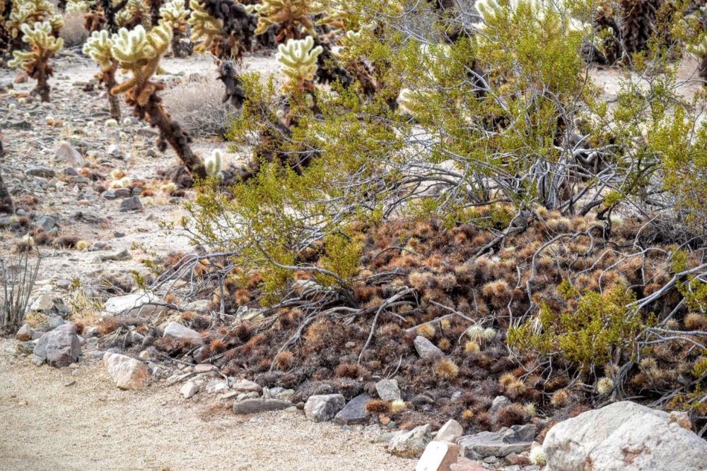 Woodrat Nest