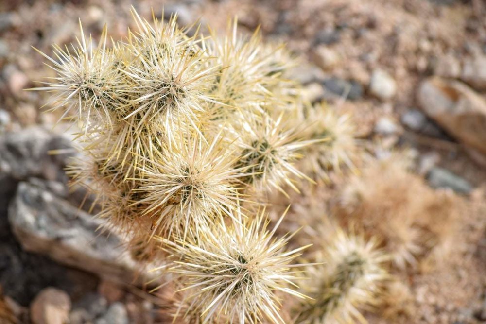 Silver Cholla