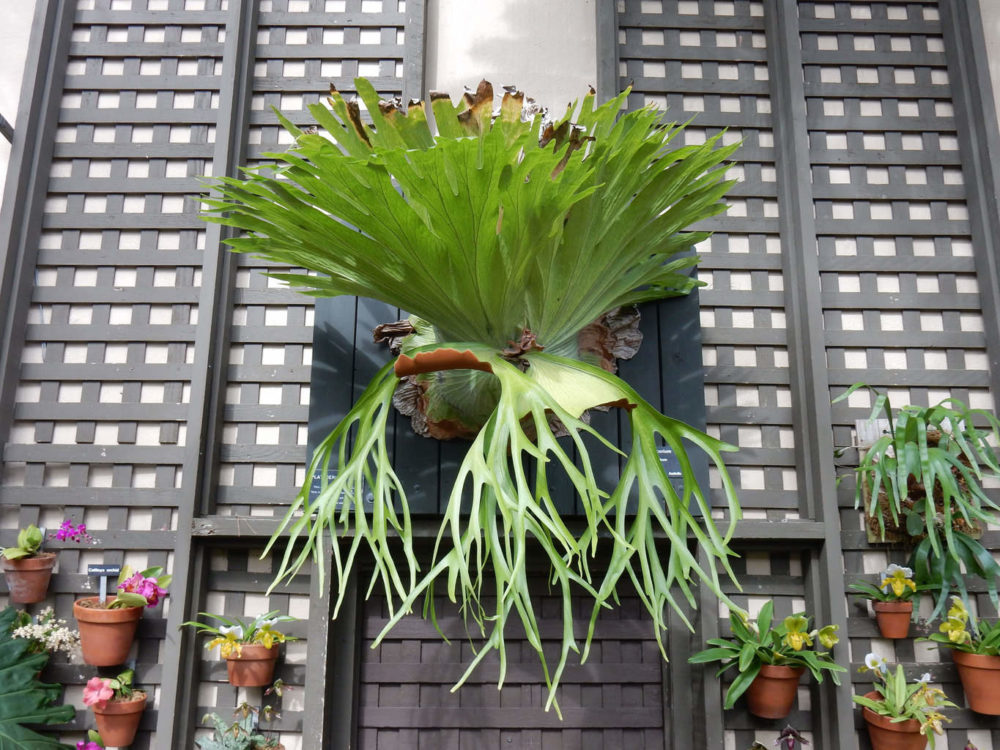 Staghorn Fern