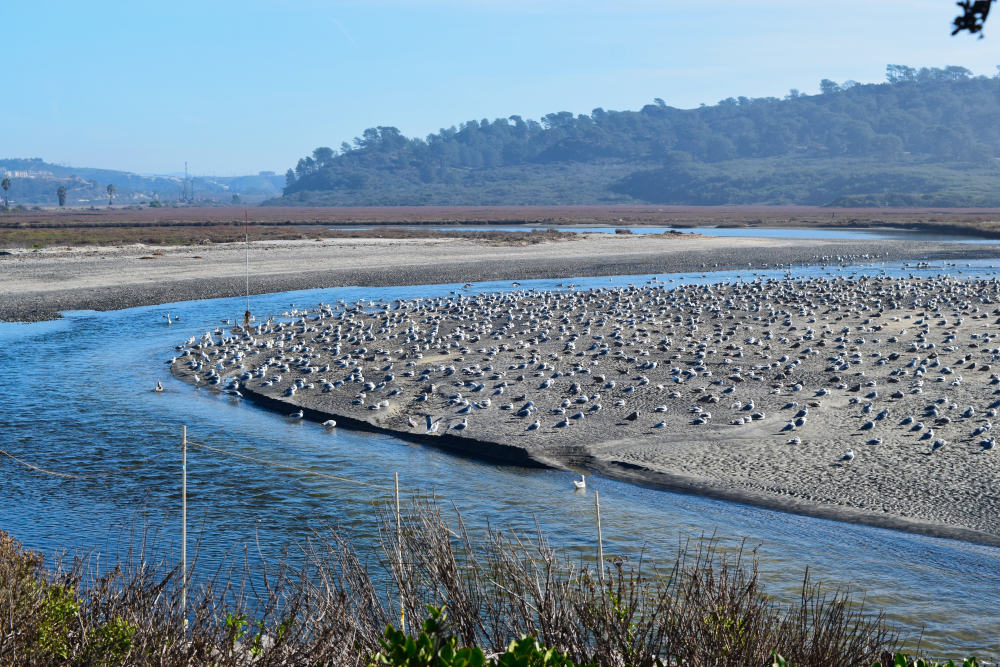 Torrey Pines Estuary