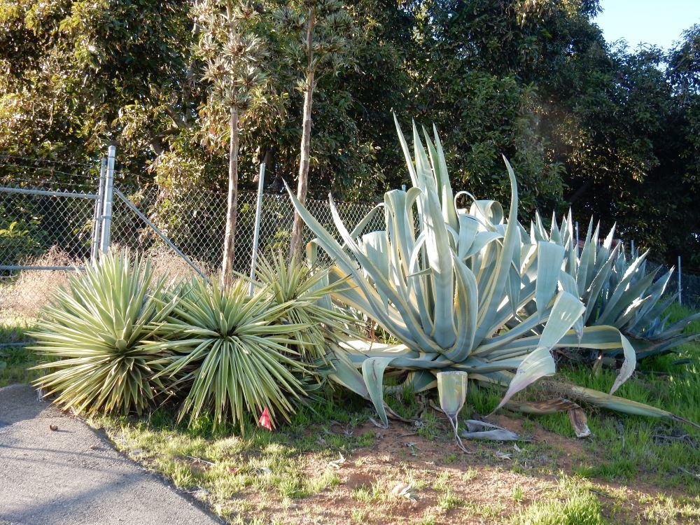 These are some big agave plants!
