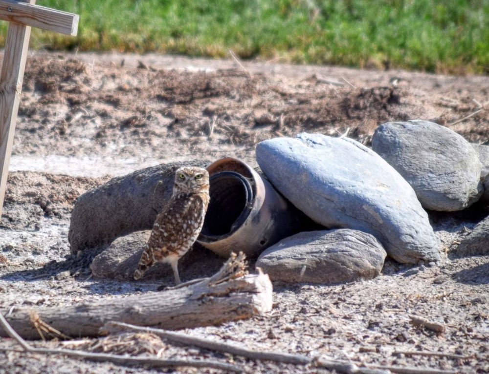 Burrowing Owl