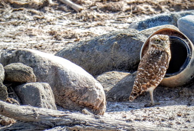 Burrowing Owl