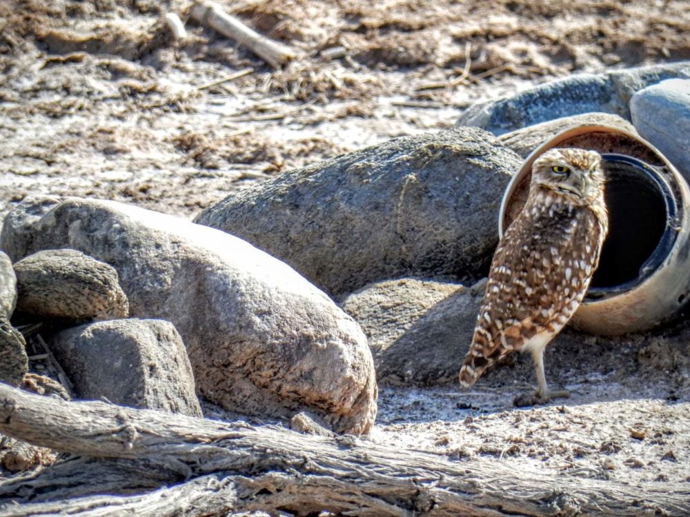 Burrowing Owl