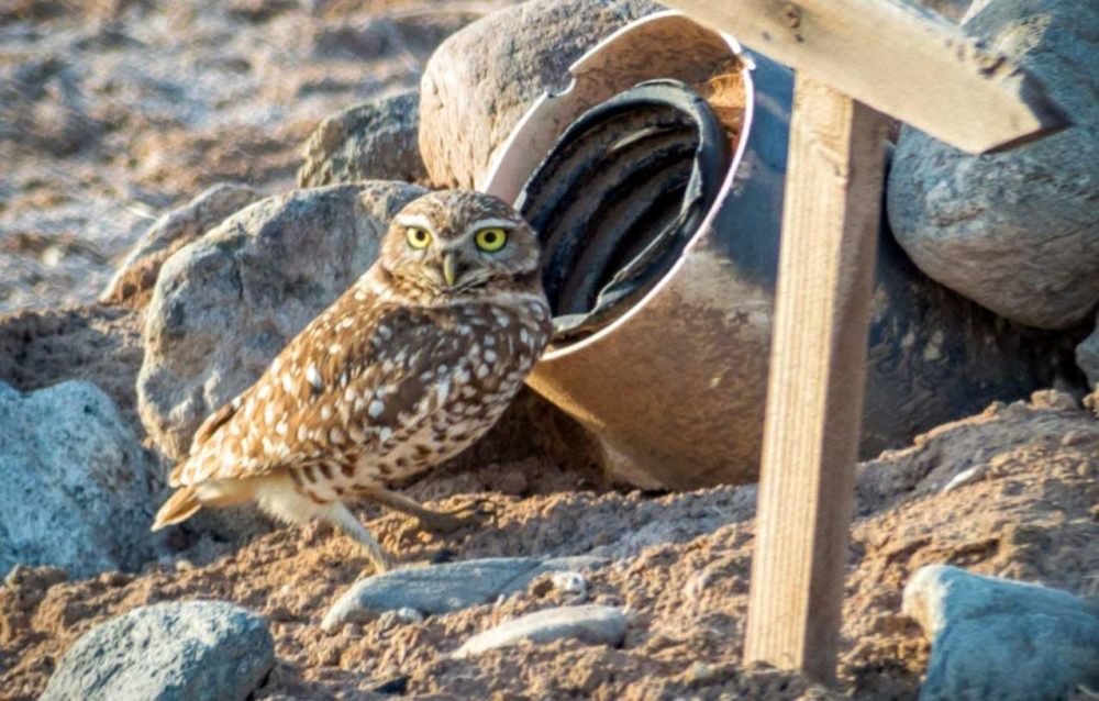 Burrowing Owl