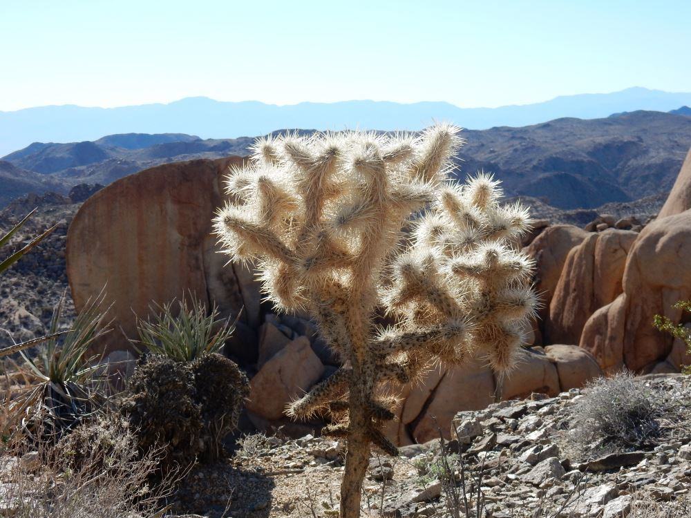 And so we just go for more cool stuff from Joshua Tree.