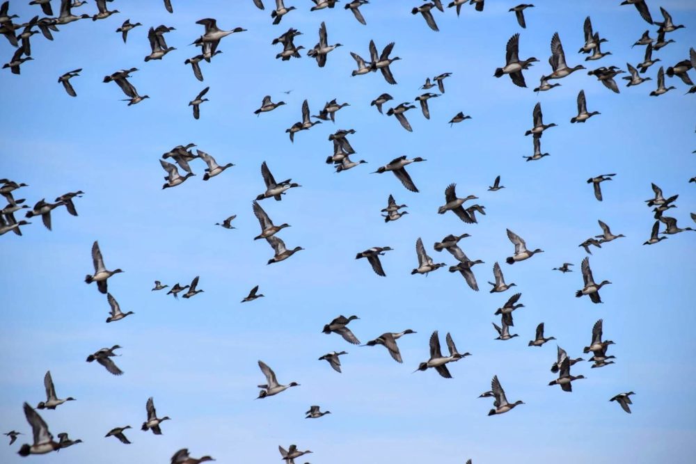 Northern Pintails