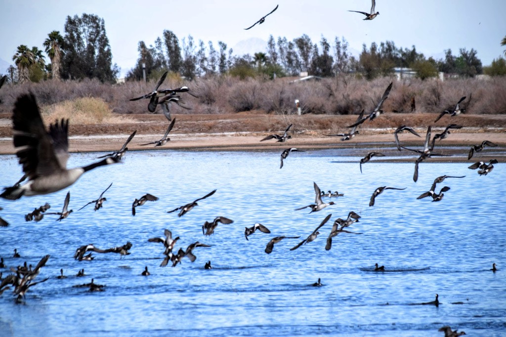 Long Pond