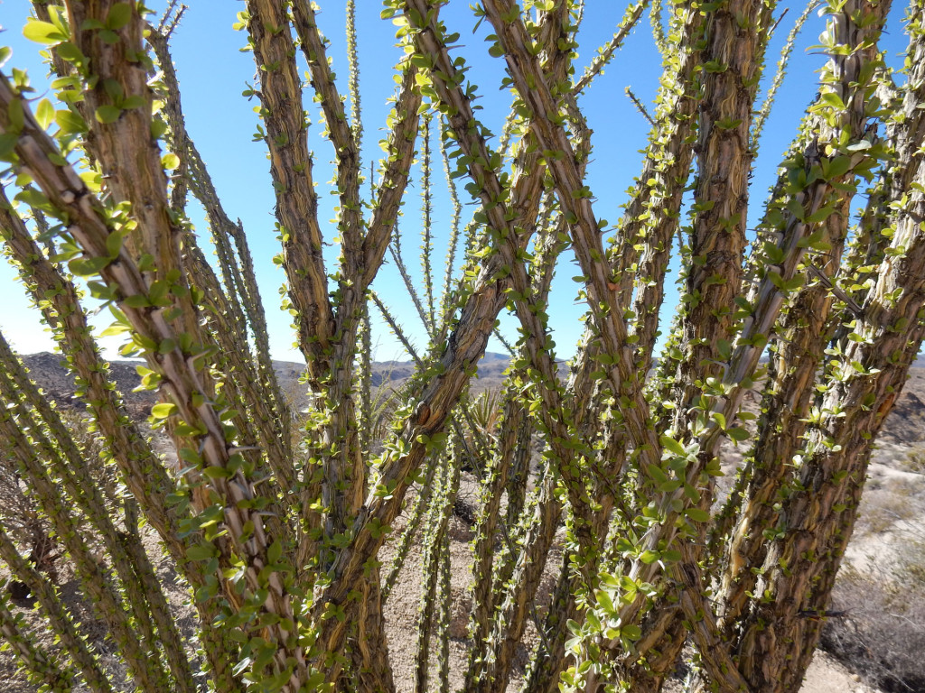 Ocotillo