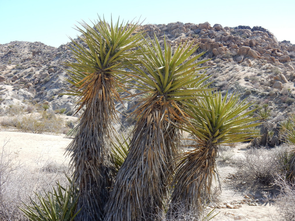 Yucca