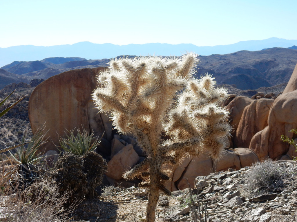 Cholla