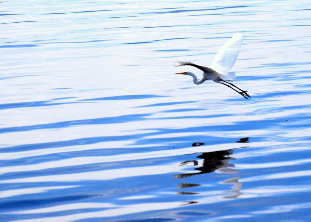 Great Egret