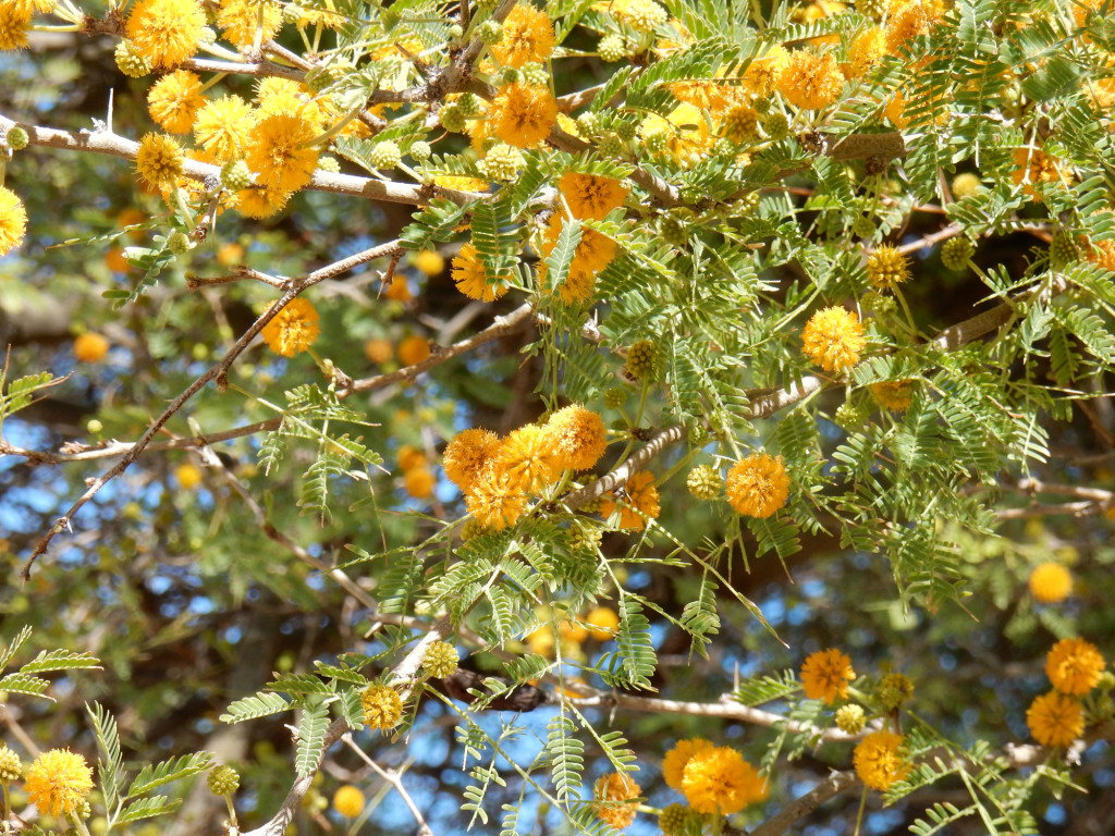 Sweet Acacia, Weesatch