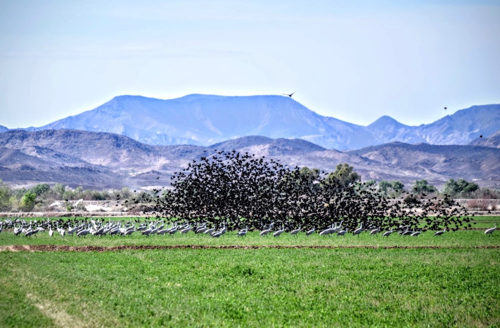 Sandhill Cranes Field