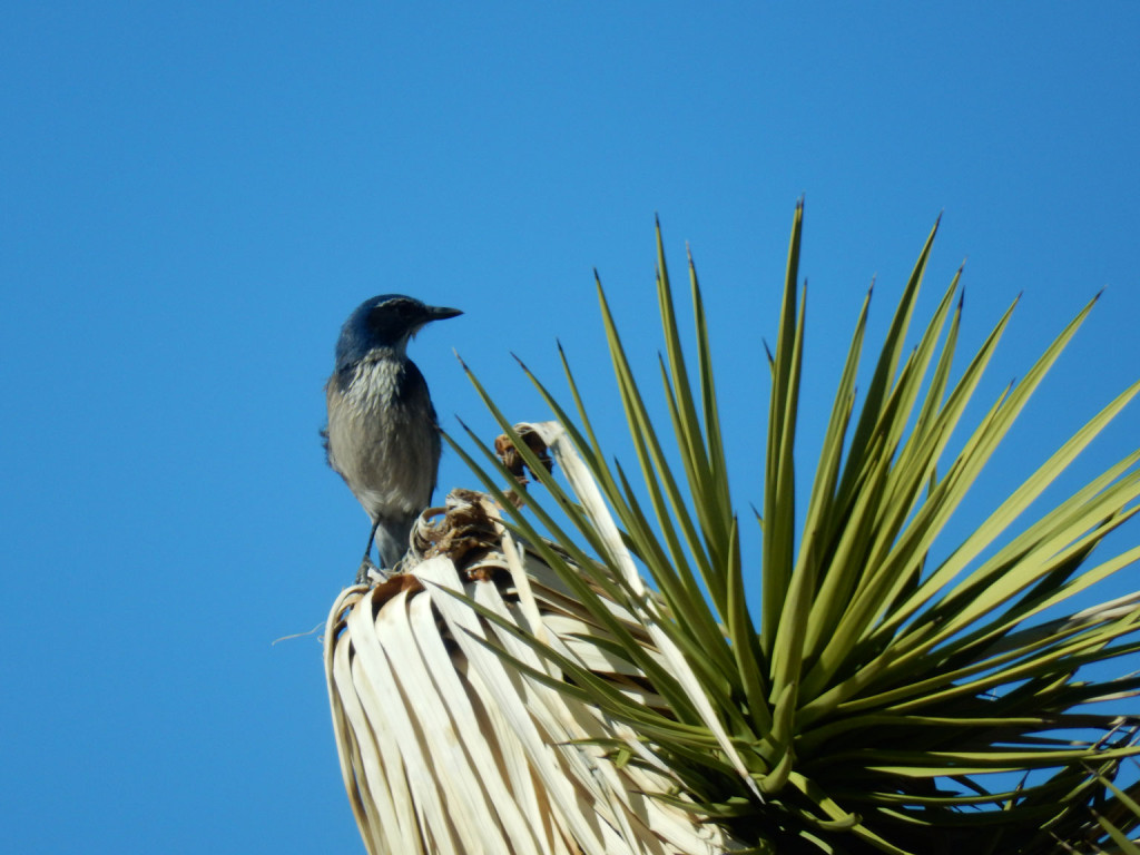 Western Scrub Jay