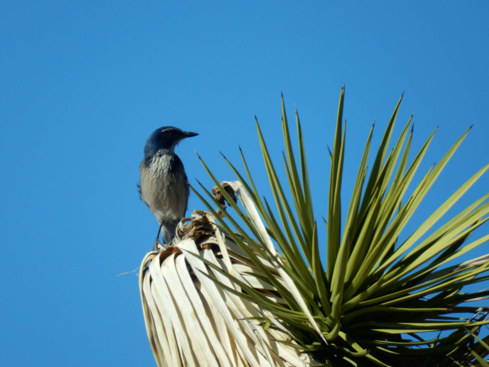 Western Scrub Jay