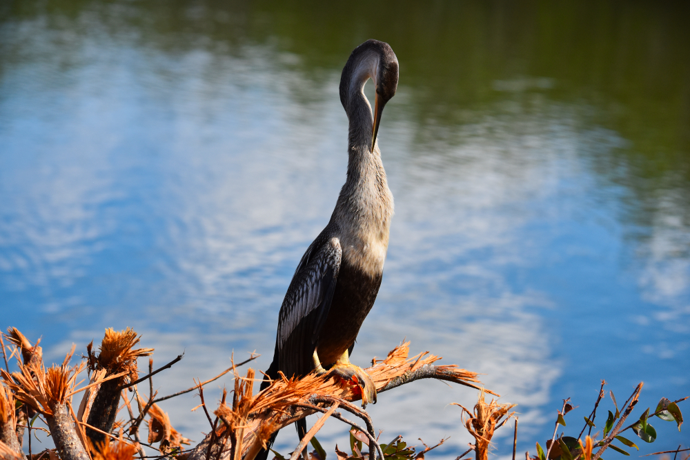 Anhinga