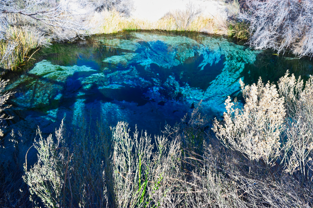 Ash Meadows