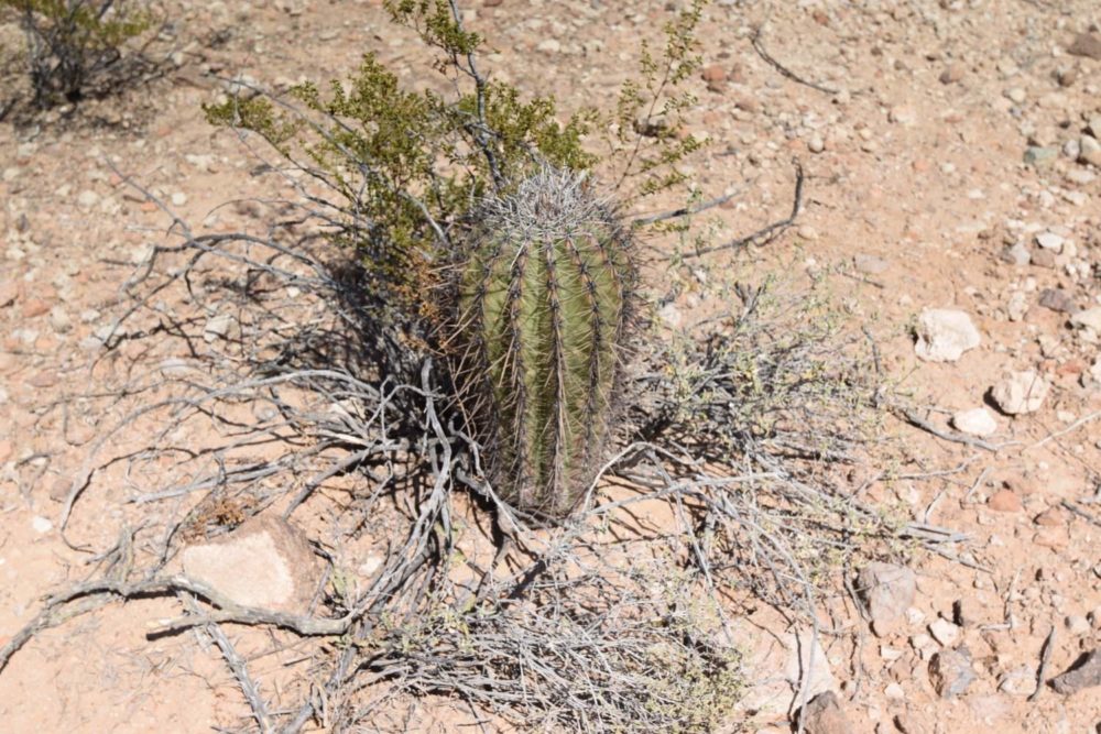 Baby Saguaro