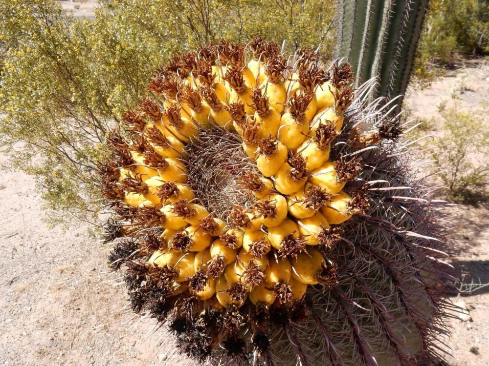 Barrel Cactus Fruit
